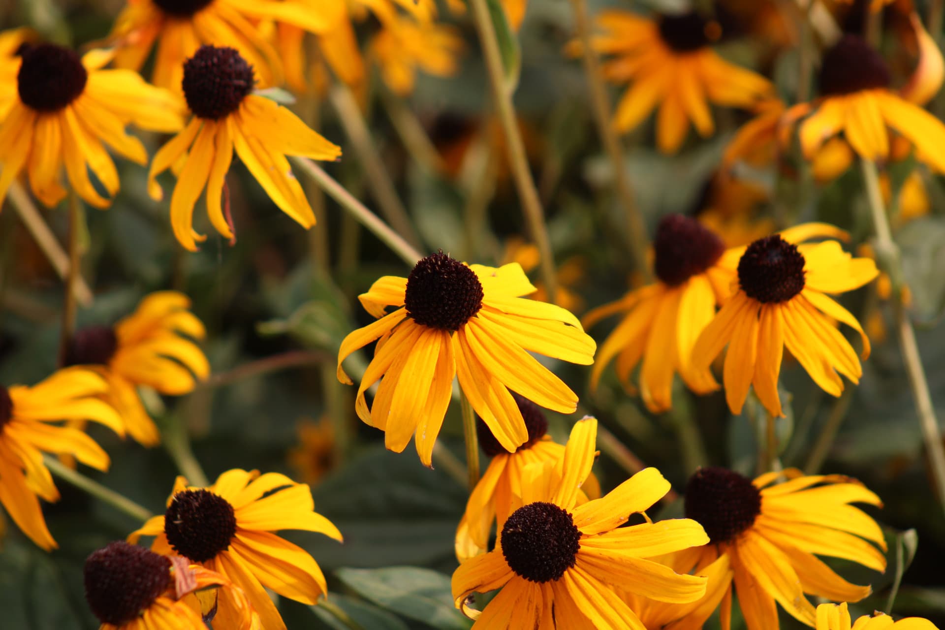 A close up of the Maryland state flower, the black eyed susan.