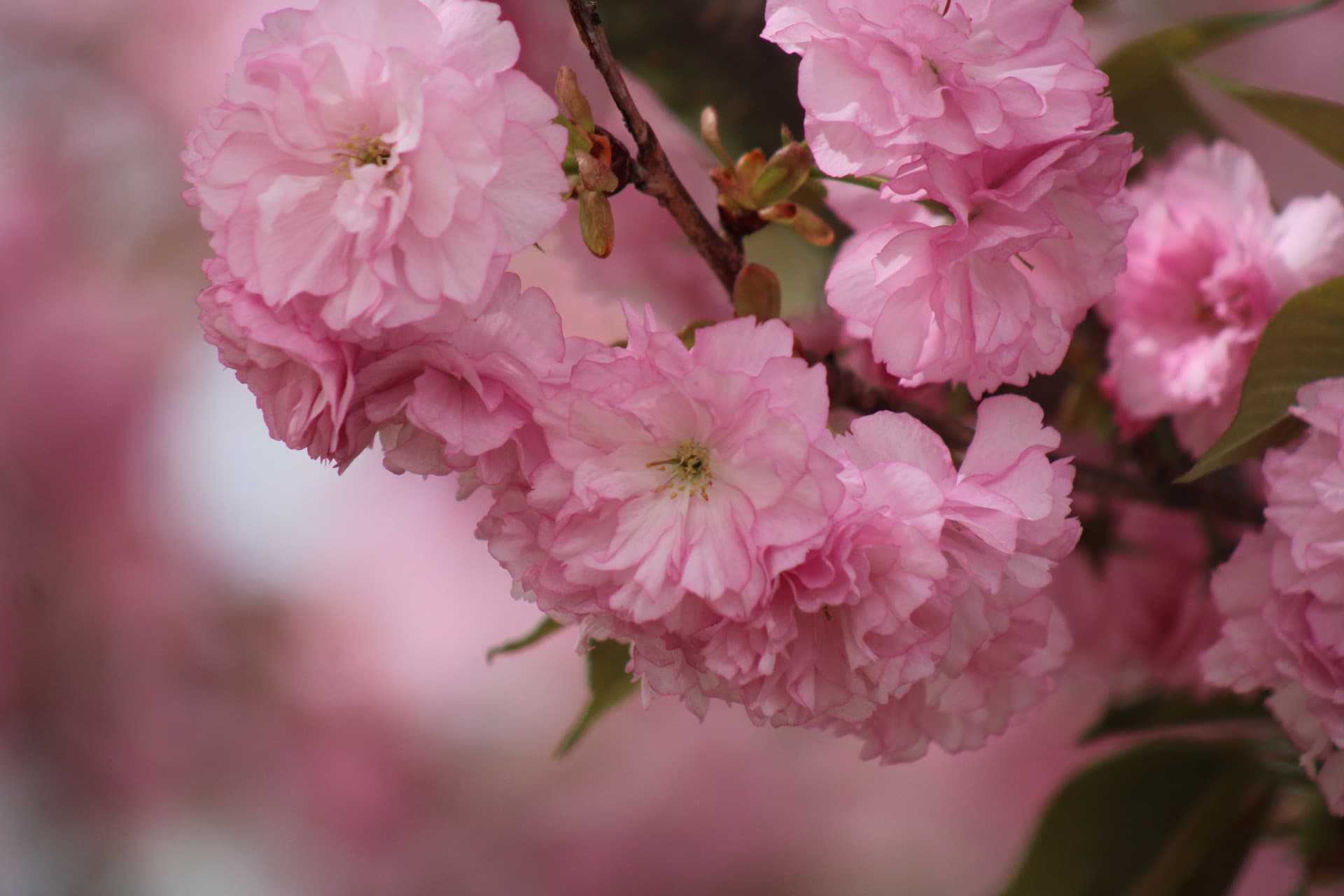 A close up of everyone’s favorite spring tree, the cherry blossom tree.