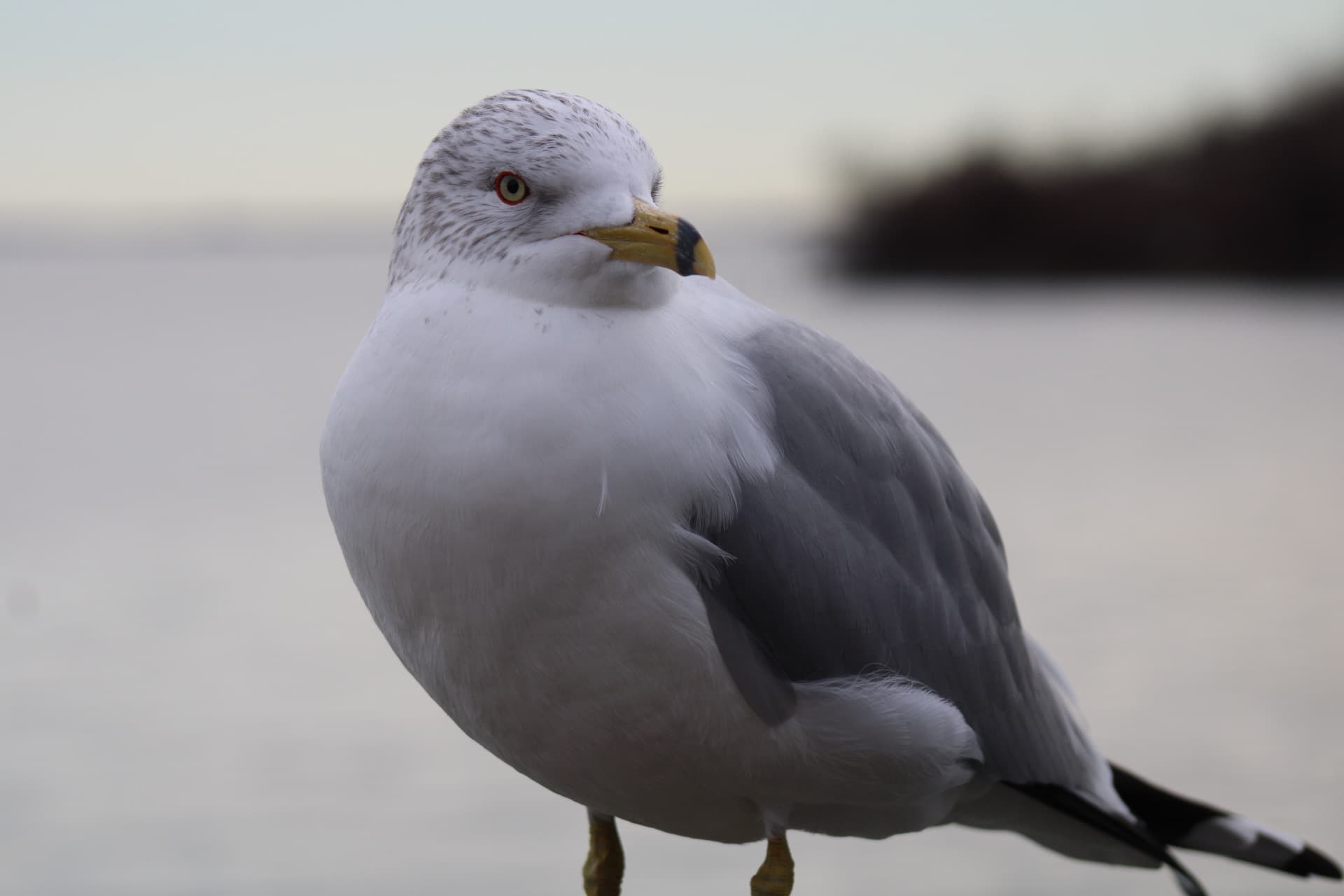 A close up picture of a seagull standing on a post in Havre de Grace.