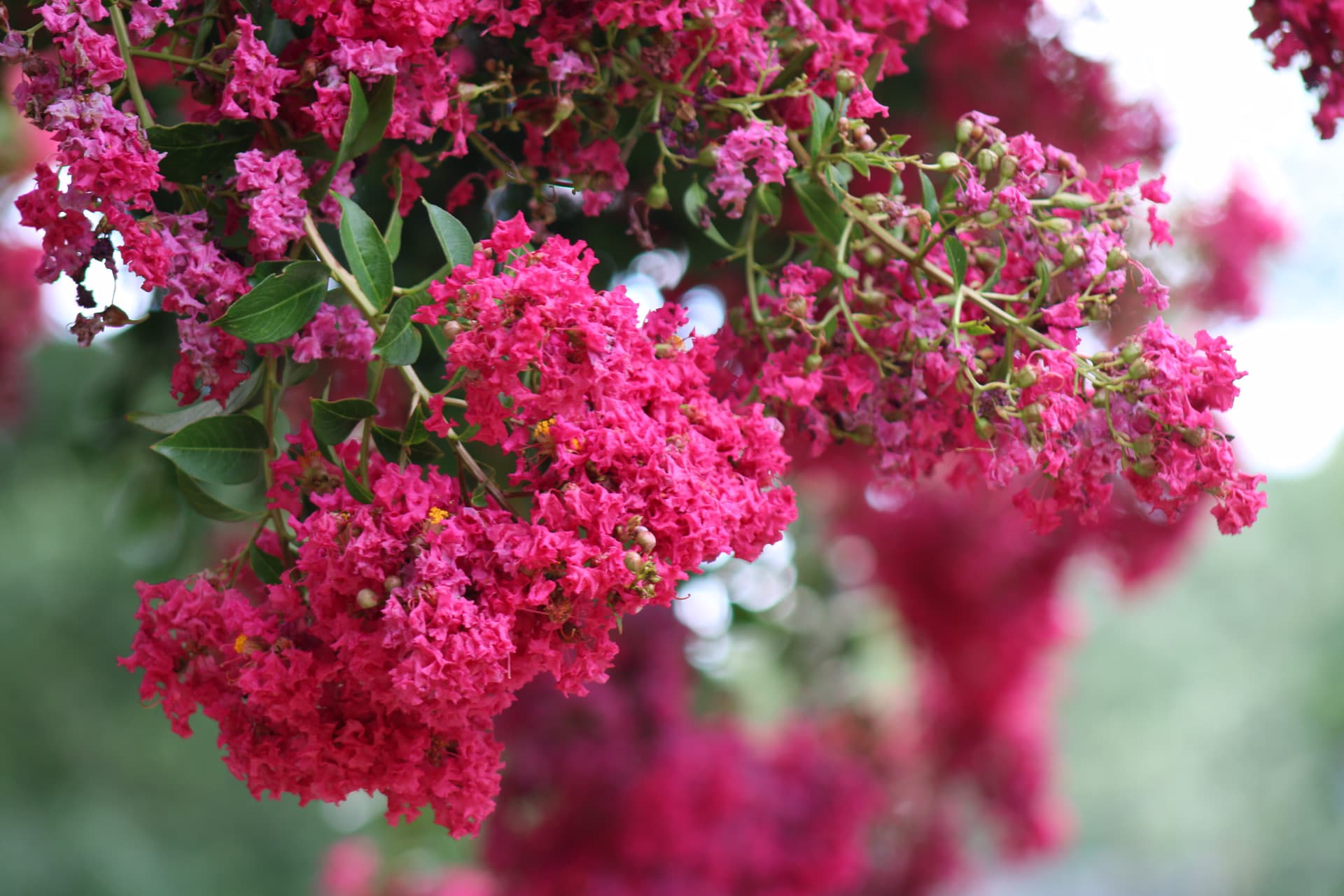 A bright pink tree blooming as spring starts in Maryland.