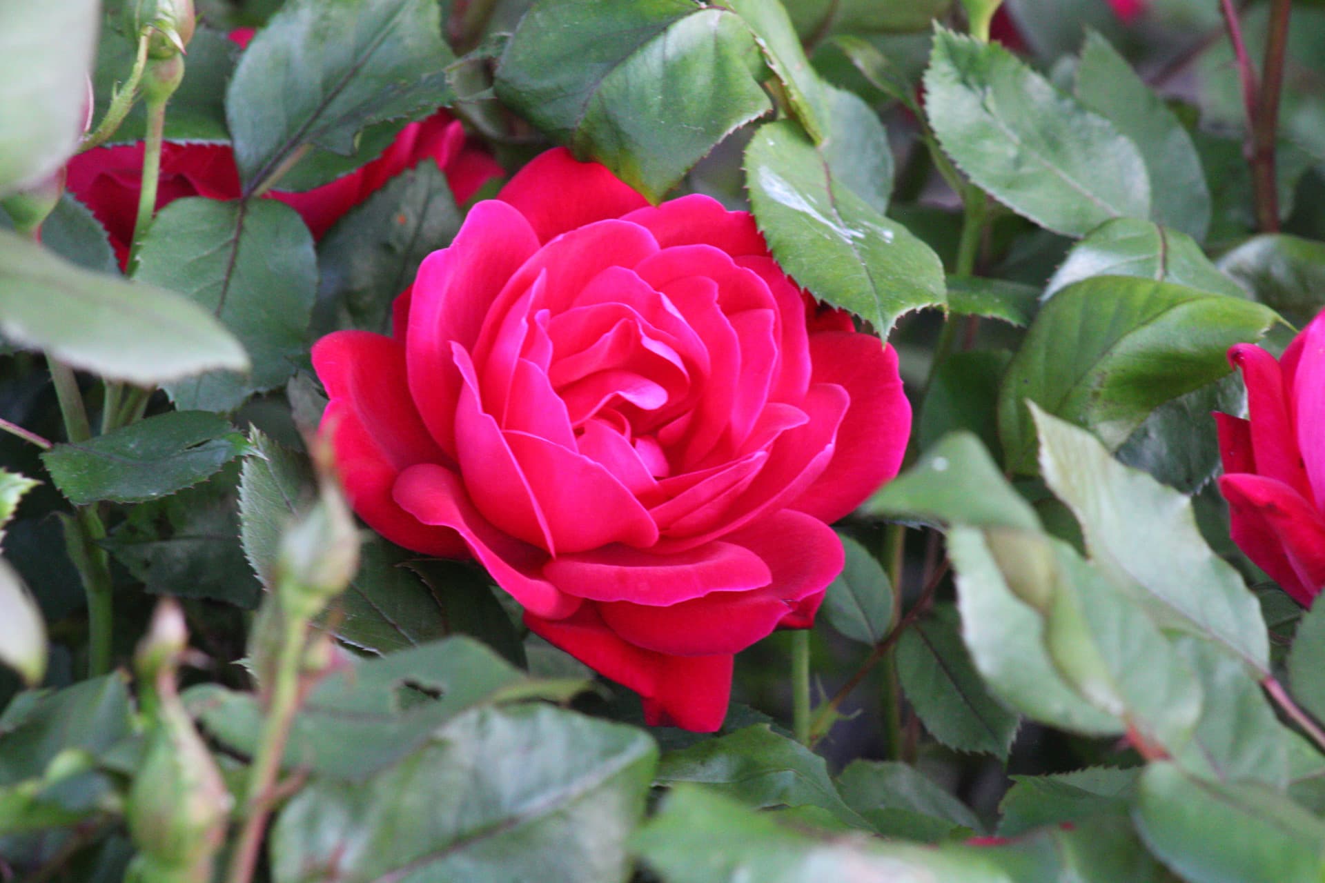 A close up of a single pink rose surrounded with green pedals.