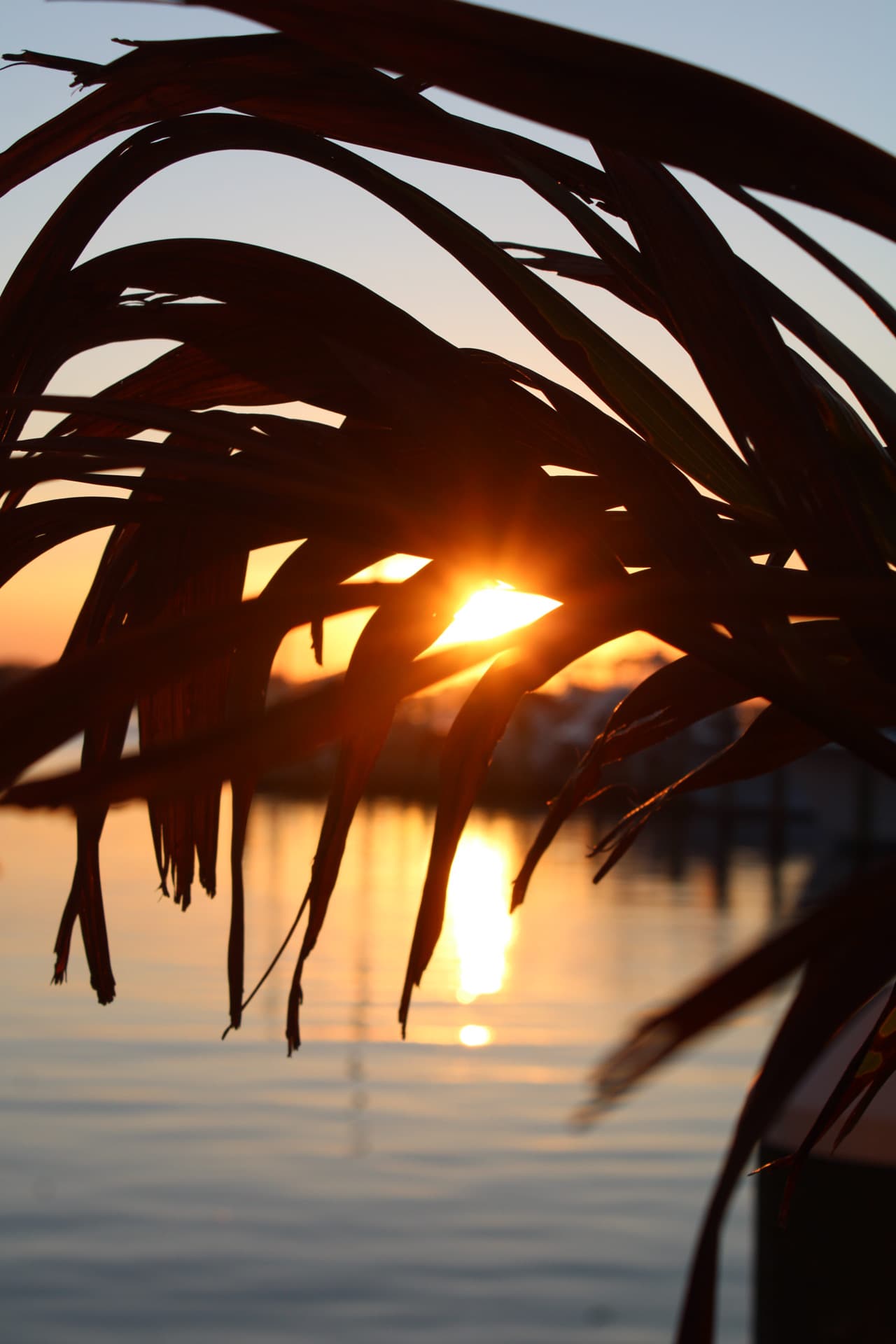 A golden sun peeking through the leaves at the marina in OC, MD.