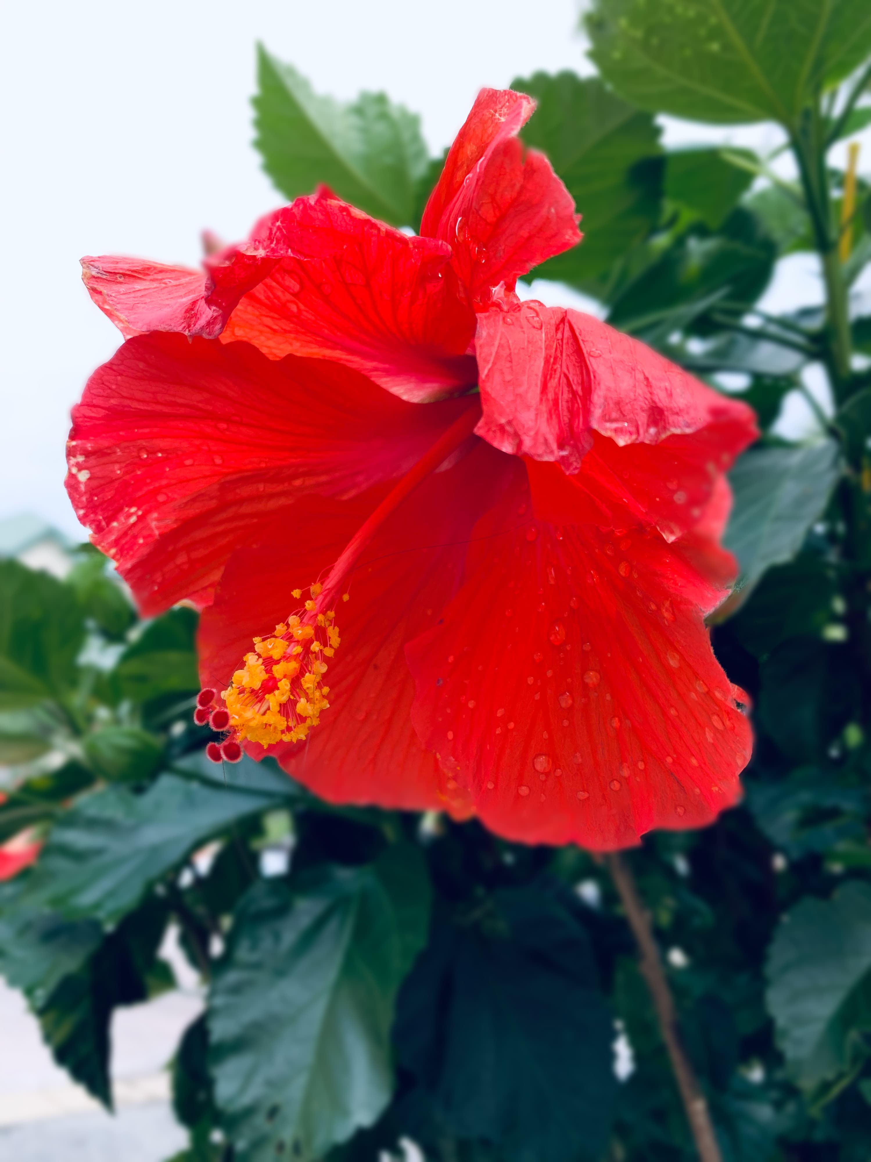 Bright red hibiscus flower.