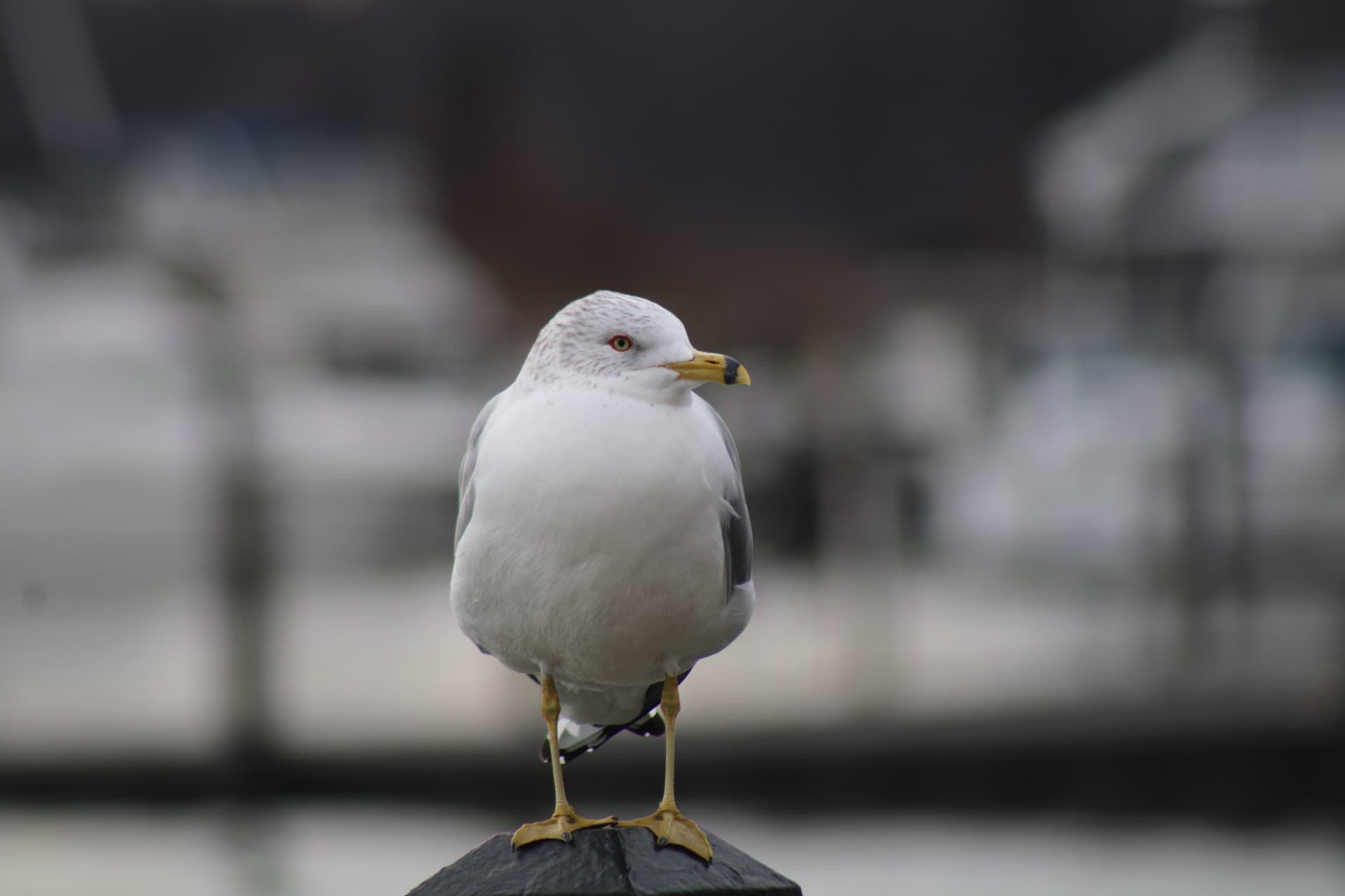 A seagull standing on a post in Havre de Grace with a marina blurred in the back.