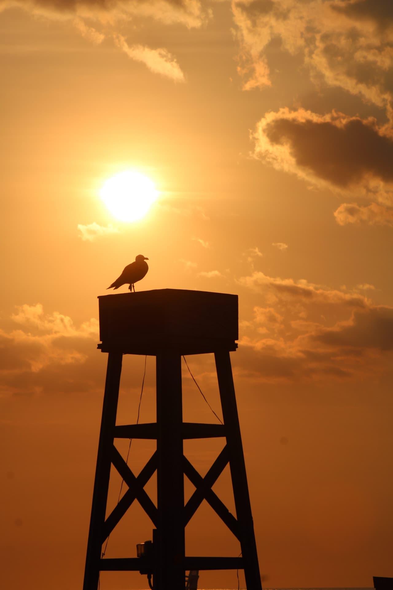 A silhouette of a seagull on a lifeguard post with a golden sunrise in the background.