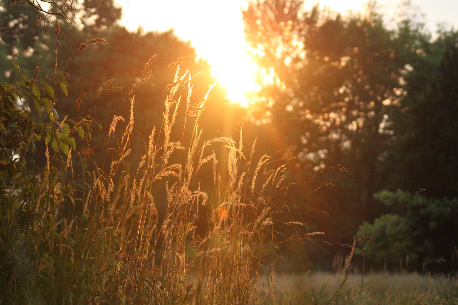 A golden sun shining though the natural beauty of Patriot Farms in Churchville, MD.